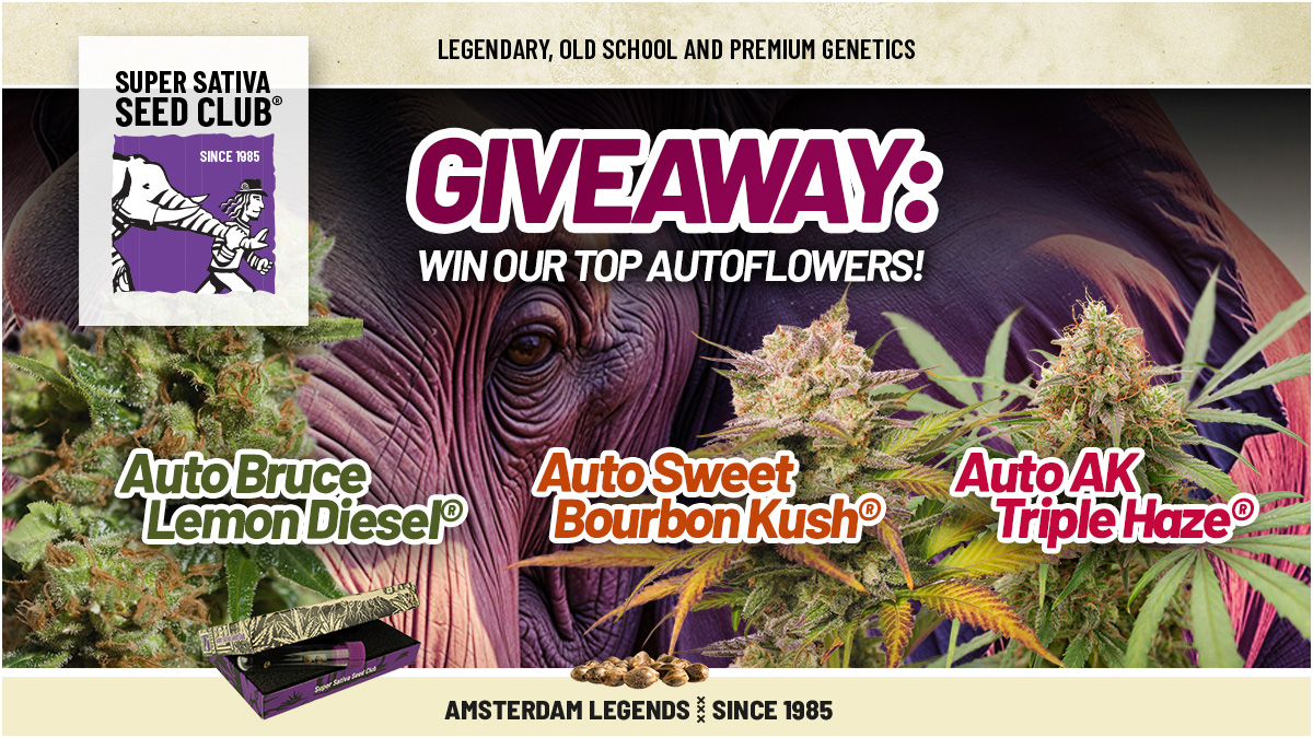 Super Sativa Seed Club (@supersativa1985) on Twitter photo 🎉CANNABIS SEED GIVEAWAY🎊
Want to win our TOP AUTO GENETICS?
It's easy! Rules are:
👉Follow us <a href="/SuperSativa1985/">Super Sativa Seed Club</a>
💜Like this post
🔁Retweet this post
💬Comment, tagging 3 friends.
#giveaway #cannabiscommunity #cannabisculture #cannabisgrowers #autoflower #autoflowergenetics 🎉CANNABIS SEED GIVEAWAY🎊
Want to win our TOP AUTO GENETICS?
It's easy! Rules are:
👉Follow us <a href="/SuperSativa1985/">Super Sativa Seed Club</a>
💜Like this post
🔁Retweet this post
💬Comment, tagging 3 friends.
#giveaway #cannabiscommunity #cannabisculture #cannabisgrowers #autoflower #autoflowergenetics