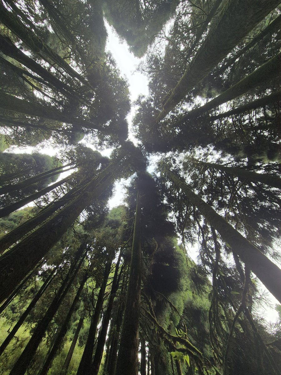 In Tha Wood 🪵 🌴🌲🏳️‍🌈❤️🏳️‍⚧️ #PrideMonth #PRIDE2025 #pride #prideforall2025 #PrideFlowerMusic #pridemonth2025 #pridestravaganza #Pridekisses2025 #PrideGDL