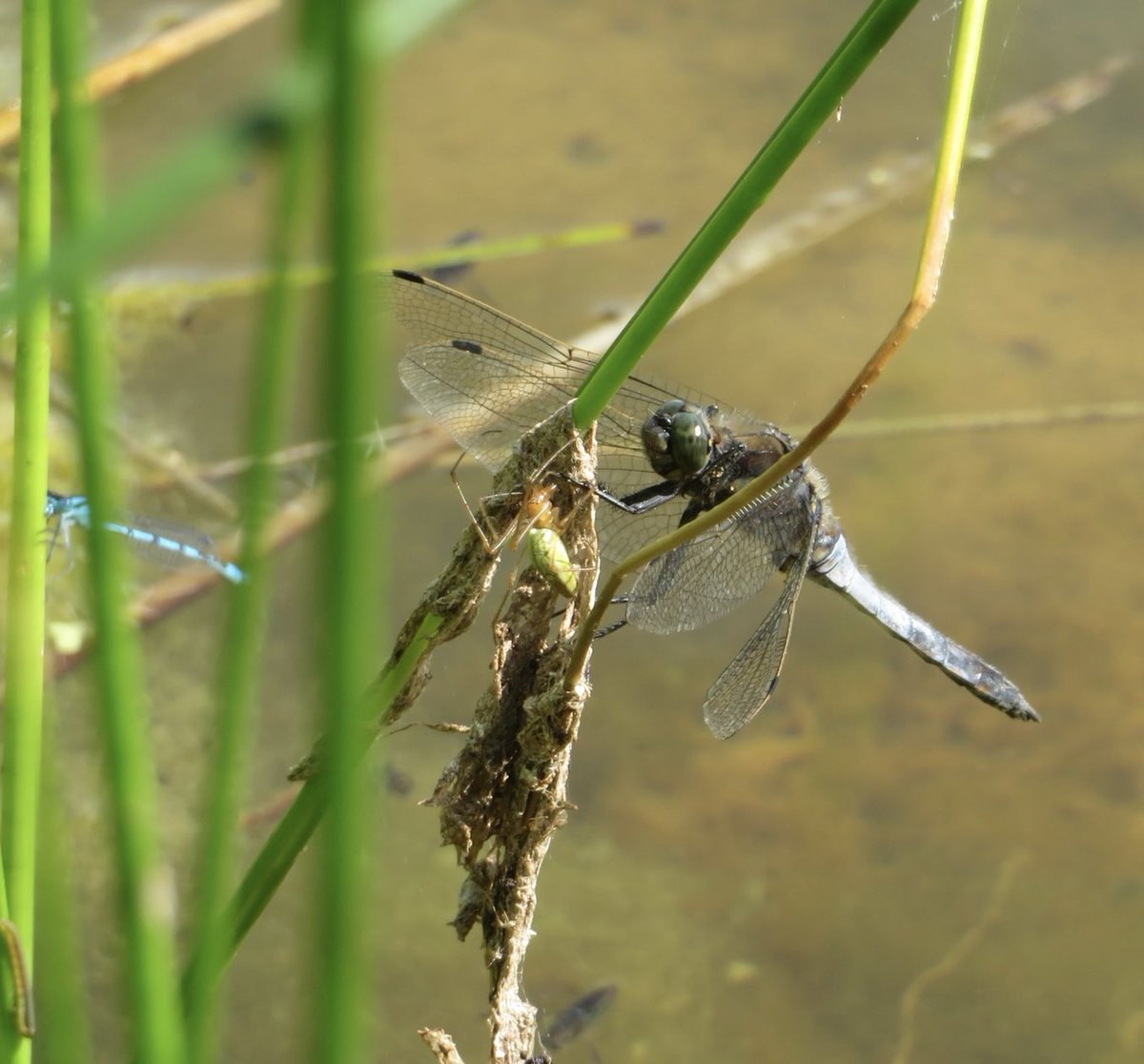 Is the skimmer eating a spider?  ⁦<a href="/BDSdragonflies/">British Dragonfly Society</a>⁩