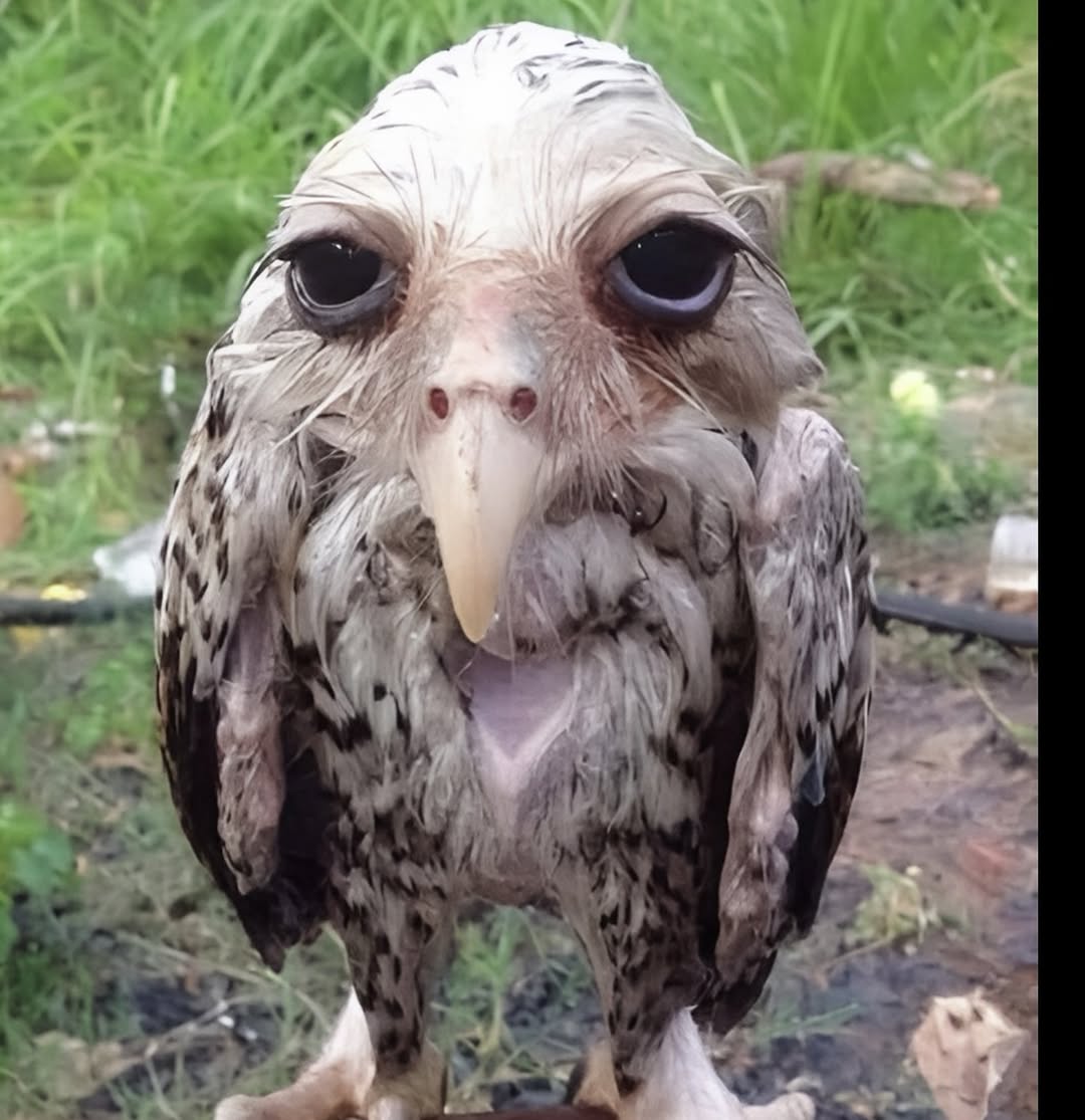 This is what a wet owl looks like.

Owls always avoid heavy rain because their feathers generally aren’t waterproof. 🦉