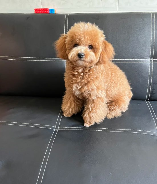 Maisie13458's tweet image. Some people carry journals  I carry a teddy bear 🧸✍️. My comfort, my keeper of quiet thoughts and loud laughs. #SoftSecrets #SnuggleAndSpeak