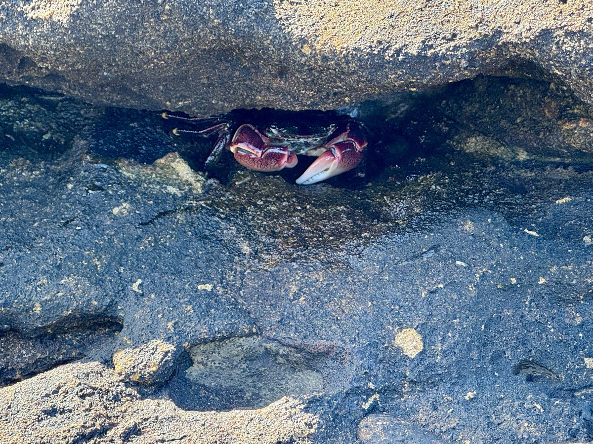 Spirelli79's tweet image. #underthesea #pointlobos #california