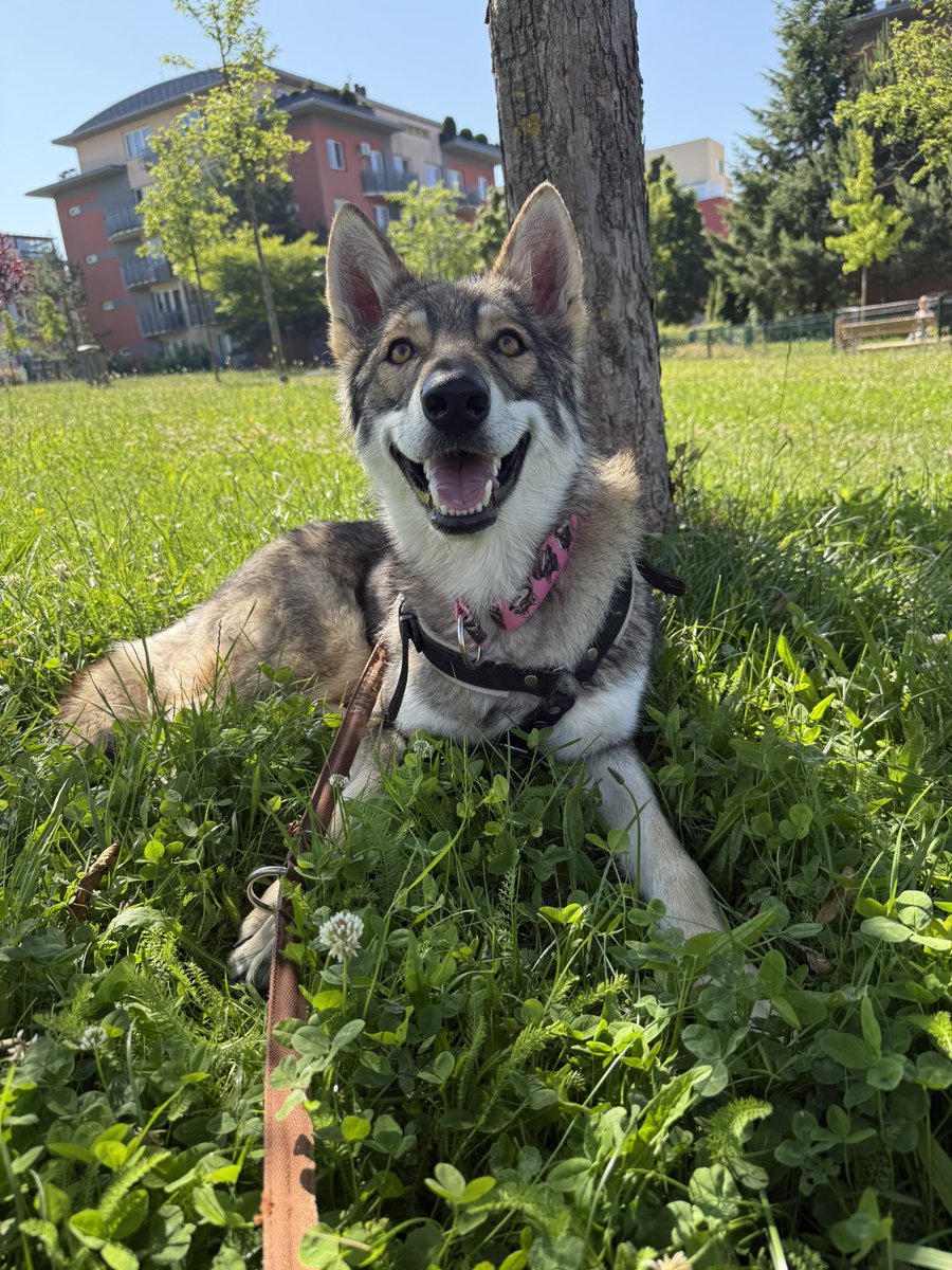 I babysit another wolf rn, I will try to stream tomorrow or on Tuesday. Sooo they will be waiting for you to come say hi👀🐺 (you need to catch a good timing tho hahaha)