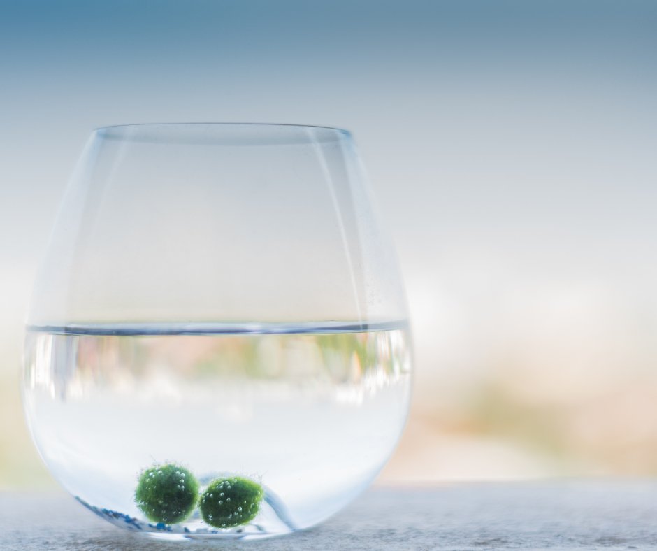 ¿Conoces el marimo o alga Cladophora?
Es una auténtica tendencia en el mundo de la decoración y las plantas aunque, siendo puristas, no lo es.

Aprende todo lo que necesitas para disfrutarlo, en acuario o en jarrón: bit.ly/CuidadosCladop…