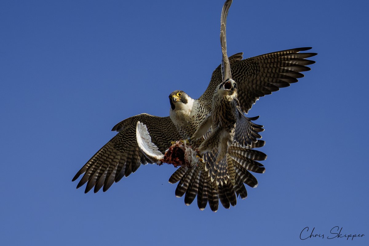 F takes a pigeon from the talons of mum, not long after B tried to take it off F who promptly dropped it on the ground 📷