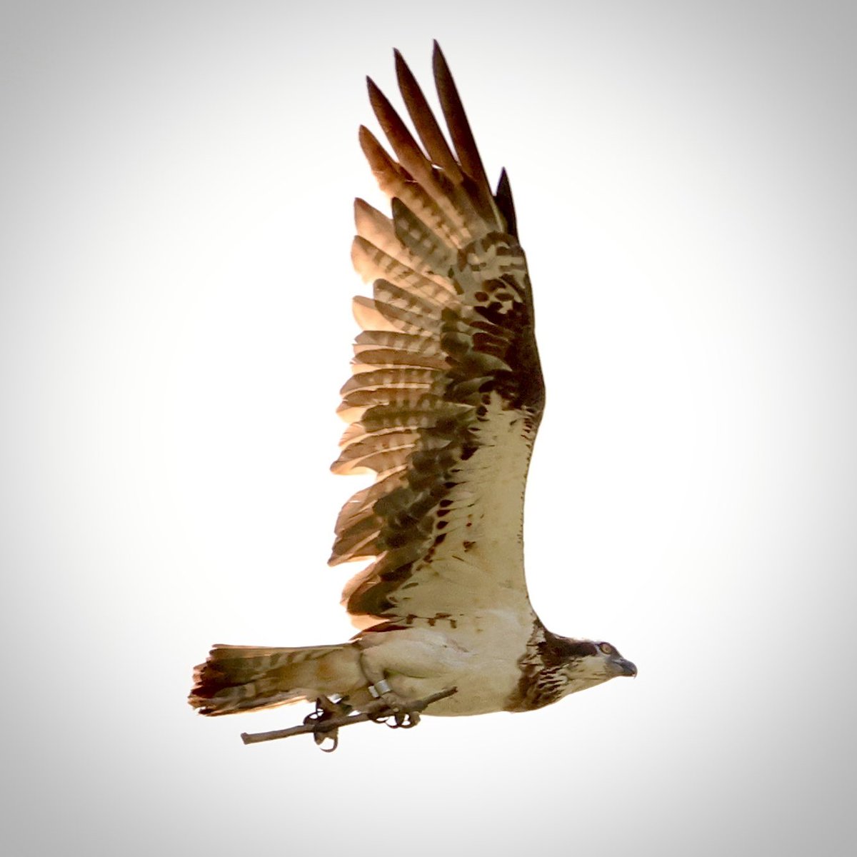 Genieten van de visarend in de Biesbosch.