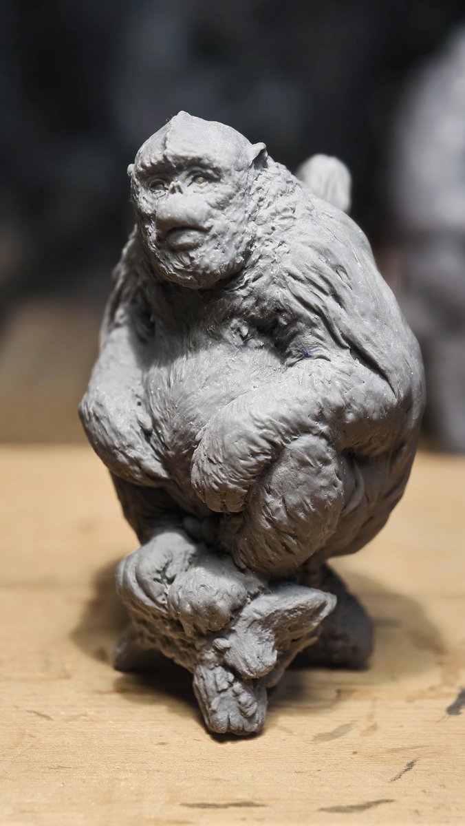 TZUCHILEE2's tweet image. 川金絲根付結束，滇金絲根付繼續