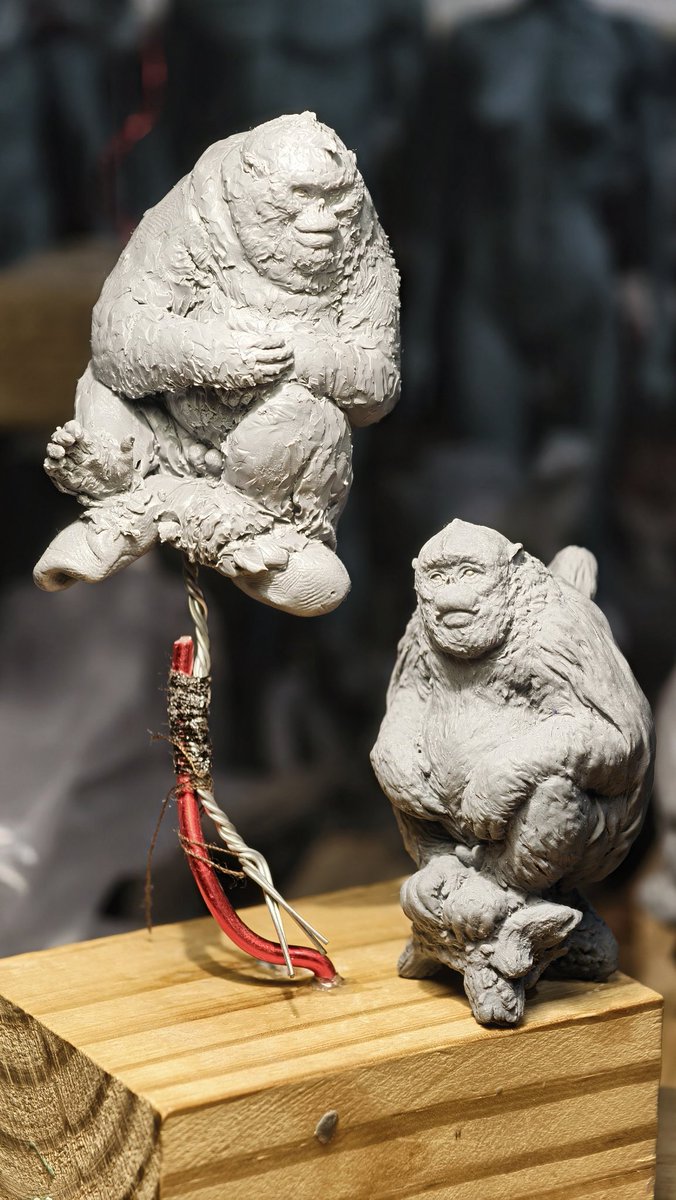 TZUCHILEE2's tweet image. 川金絲根付結束，滇金絲根付繼續