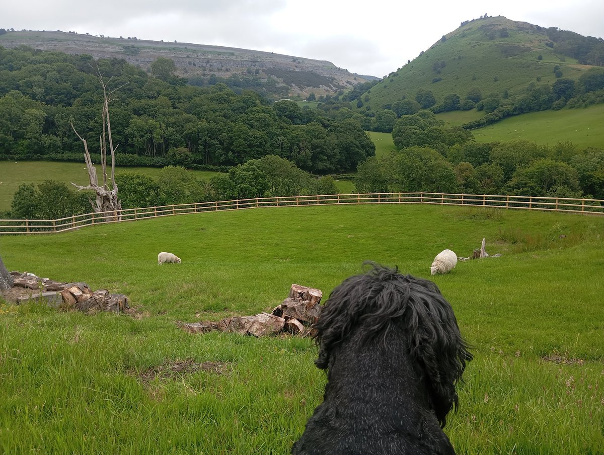 Sitting in the garden today with me old mate watching the sheep eating the grass, 
Billybobs is trying to play it cool but I know he's fuming! AV a lovely evening you Rascals! 👊x