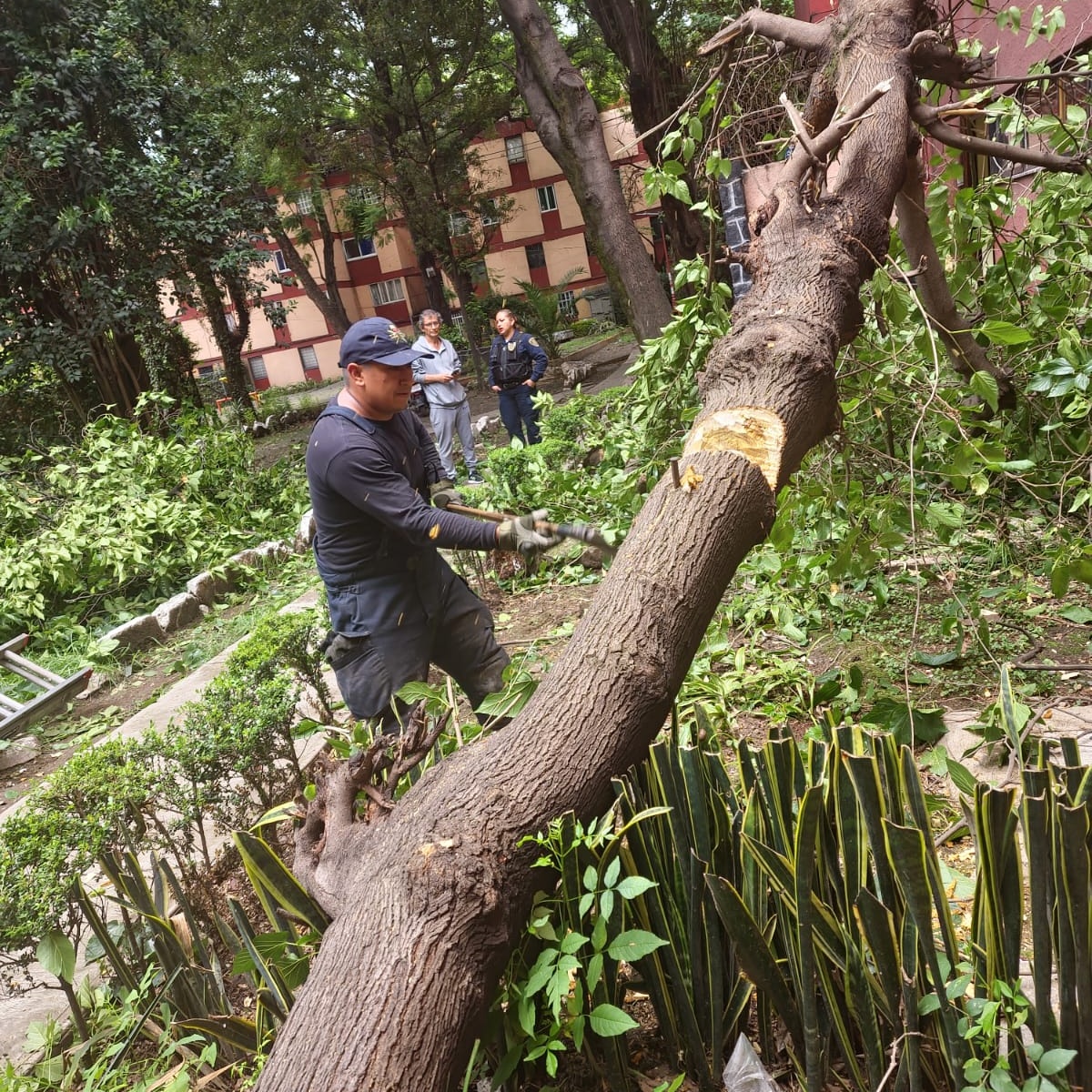 Bomberos Ciudad de México Oficial tweet media