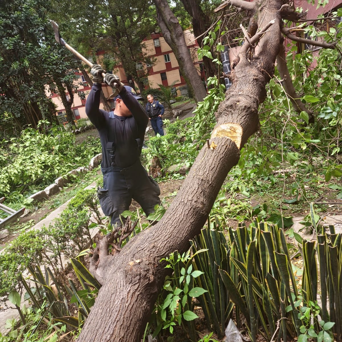 Acudimos a retirar un árbol que se desprendió desde la raíz, en calle Norte 31 A, colonia Unidad Lindavista Vallejo, en <a href="/TuAlcaldiaGAM/">Alcaldía Gustavo A. Madero</a>
<a href="/JefeVulcanoCova/">Jefe Vulcano Cova</a>