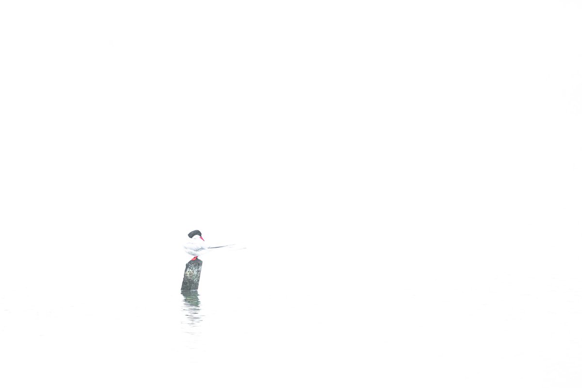 dunbar44's tweet image. A few recent sightings, the highlight being the best views of a spoonbill to date.