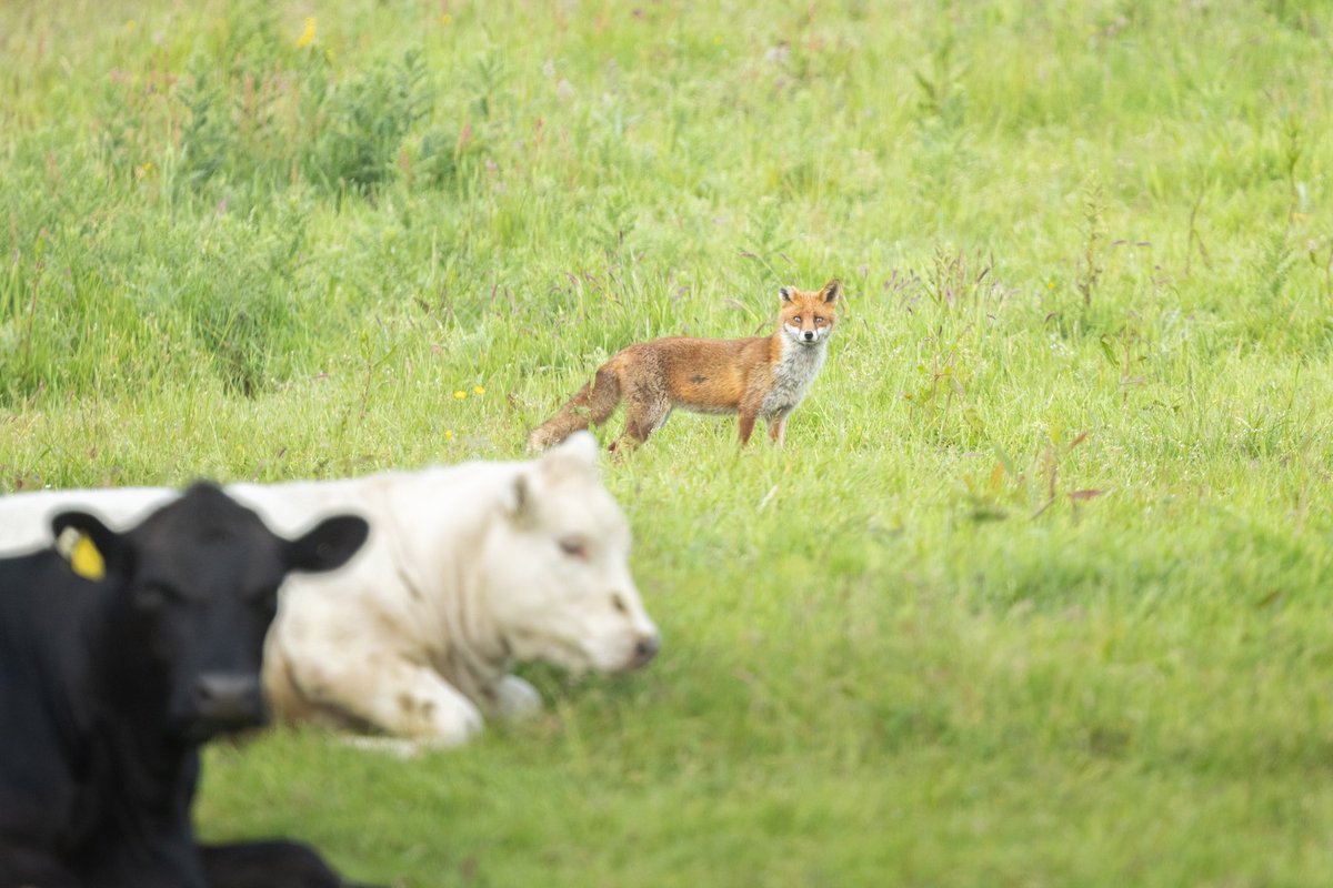 dunbar44's tweet image. A few recent sightings, the highlight being the best views of a spoonbill to date.