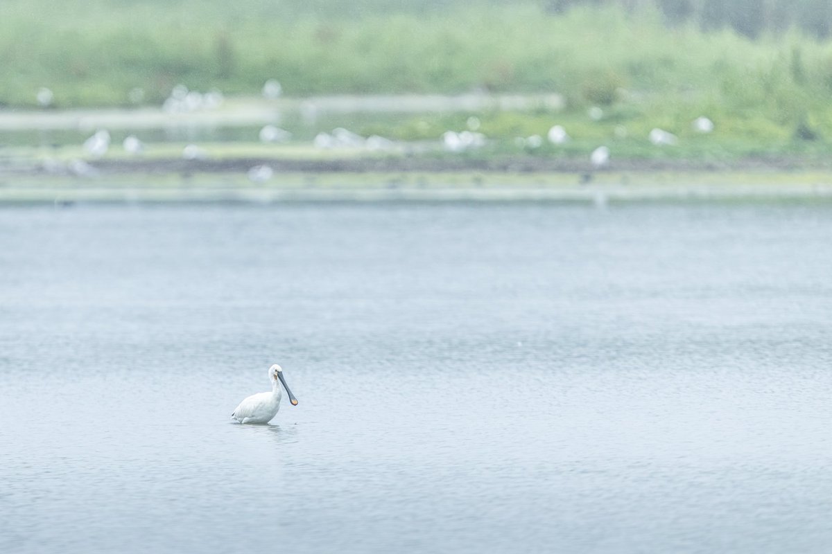 dunbar44's tweet image. A few recent sightings, the highlight being the best views of a spoonbill to date.