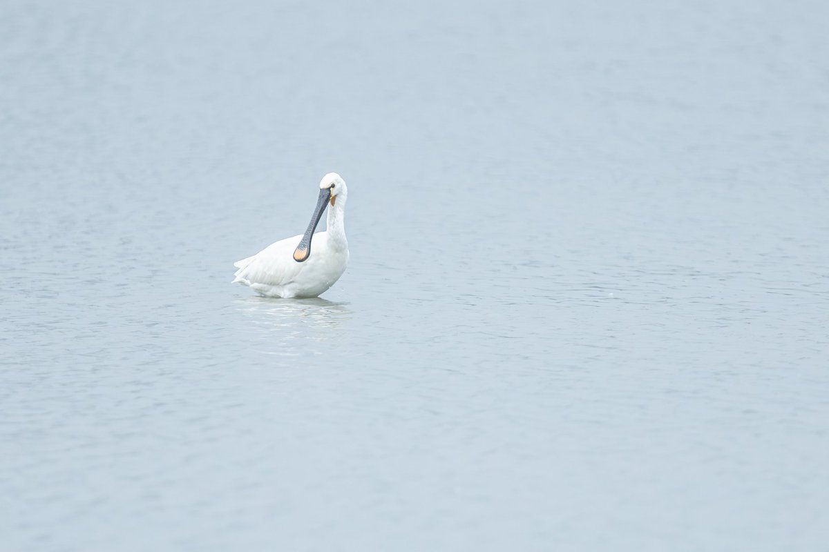 dunbar44's tweet image. A few recent sightings, the highlight being the best views of a spoonbill to date.