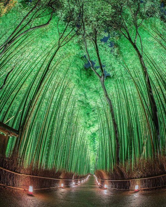 The Arashiyama Bamboo Grove, a natural forest in Kyoto, Japan. Photo by shingo_camera