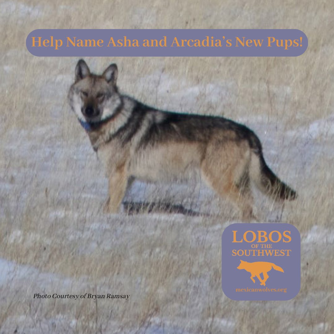 Endangered lobos Asha/F2754 and Arcadia/M1966 are new parents! Honor their pups with names of their own, just in time for Father's Day! Cast your vote by June 18, and thanks to the students all over the world who submitted these inspiring name ideas! 
ow.ly/1Zwl50W9bxM