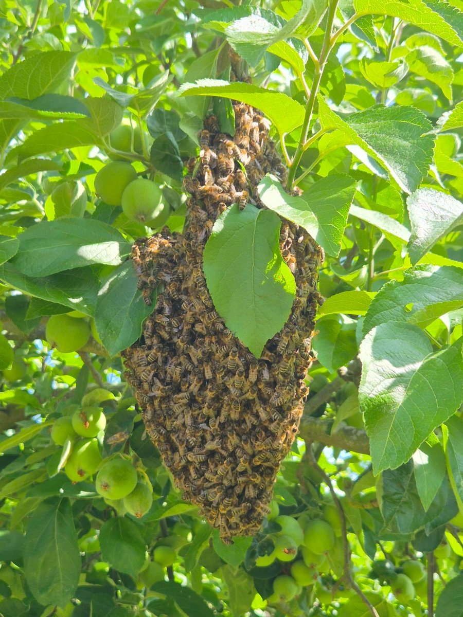 I'm so good at beekeeping that my bees don't like the £400 Apiary I purchased, and would rather live on my apple tree