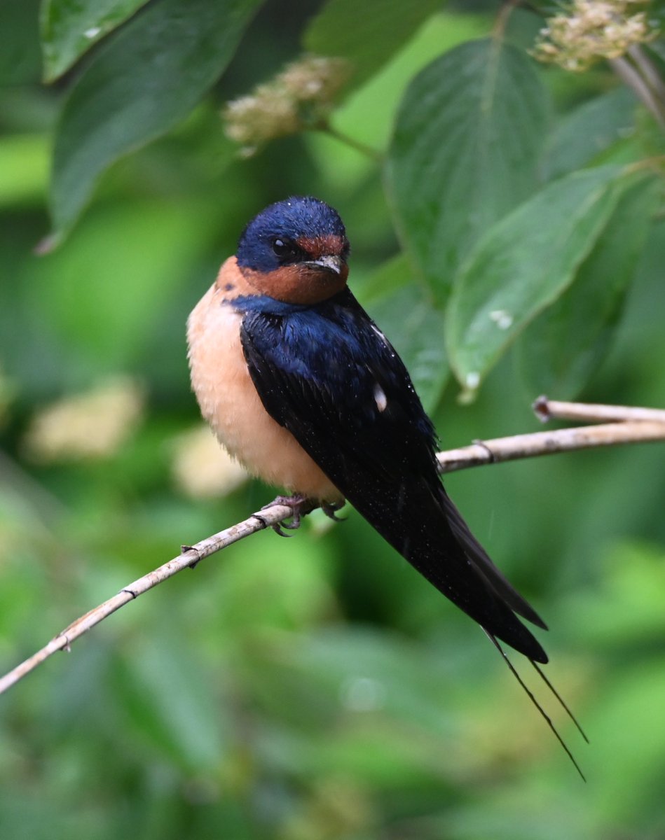 Lori Moloney (@lorifaithnyc) on Twitter photo Those very energetic barn swallows that rarely stop flying are nesting at Turtle Pond allowing one to get fantastic close ups! #birds #birdcpp #birdwatching #mymorningwalk #nyc <a href="/CentralParkNYC/">Central Park</a> Those very energetic barn swallows that rarely stop flying are nesting at Turtle Pond allowing one to get fantastic close ups! #birds #birdcpp #birdwatching #mymorningwalk #nyc <a href="/CentralParkNYC/">Central Park</a>