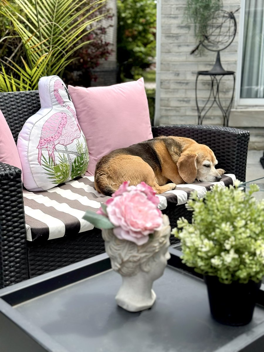 Sunday naps💕😴💕

#SweetDog #InTheGarden #BeagleLife #SeniorBeagle #Sweetness #PinkLove #BeagleLove  <a href="/beaglefacts/">Beagle Facts</a>