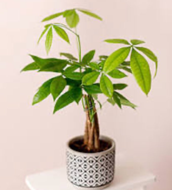 My wife and kids got me a money tree for Father’s Day 💥
Happy Father’s Day to all you Ommmmmazing Fathers! Praying you have a very blessed day with your families. 🙏❤️🙏