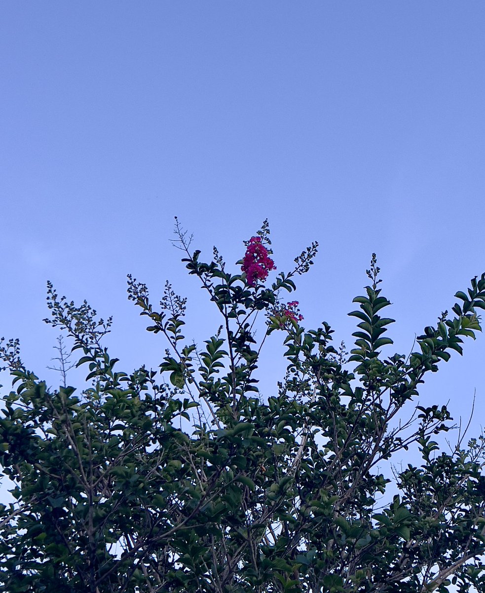 Shanyylll's tweet image. say less :) (it was mostly the sky but I really liked the trees + flowers on them too)