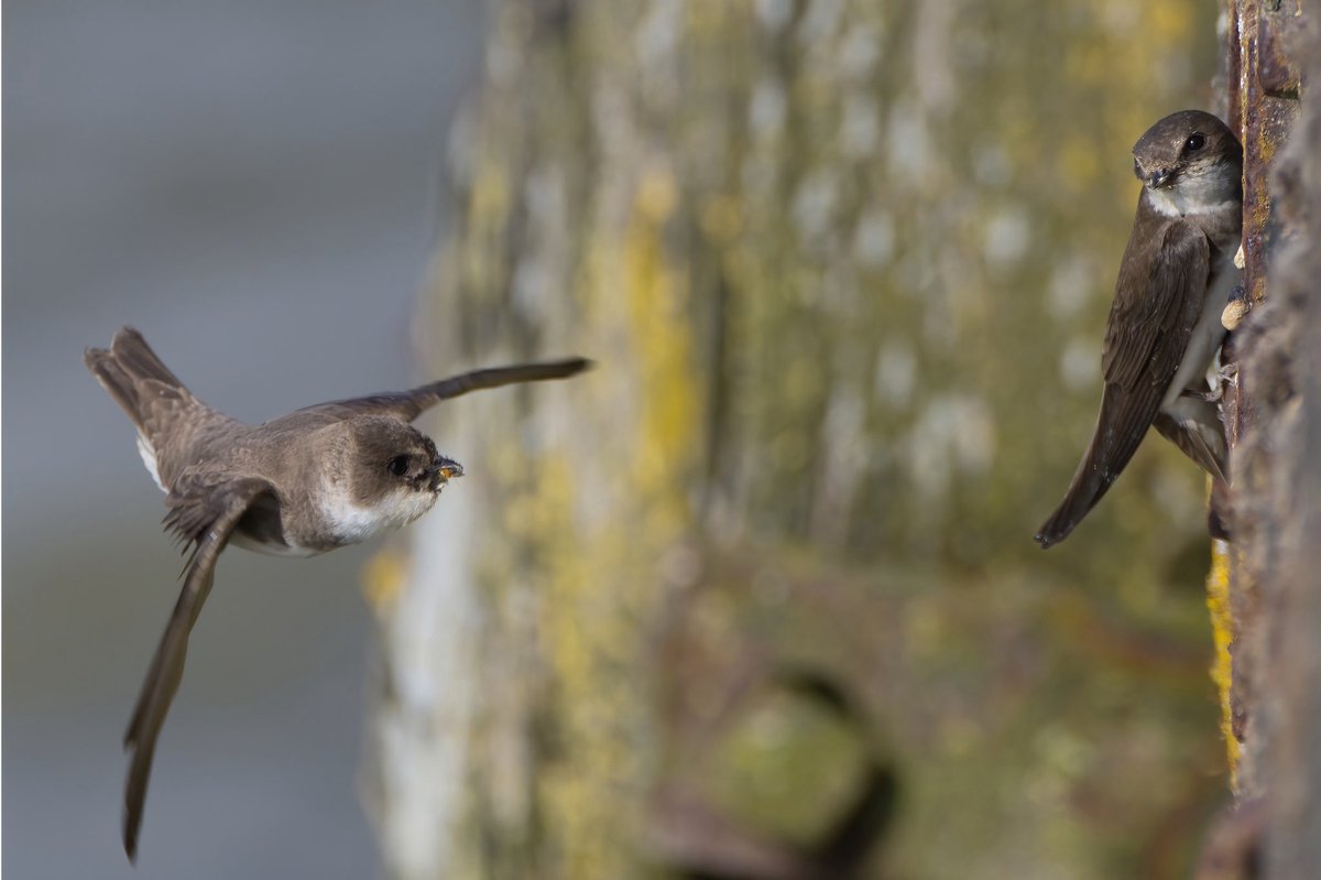 Sand Martin bringing food to their young in the pipes in the Thames wall near the Old Salt Quay #Rotherhithe.  A great example of adaptation of wildlife to the urban environment.