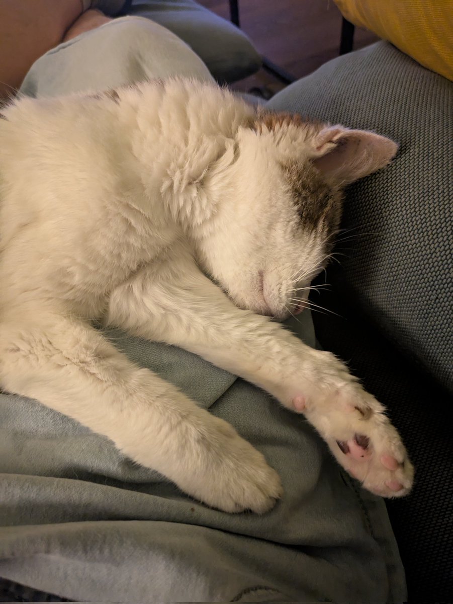 Pst. Die Katze schläft.