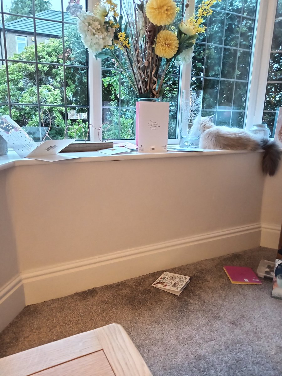 GoftNorth's tweet image. Fuck Mums birthday and fathers day cards, I want to watch the birds