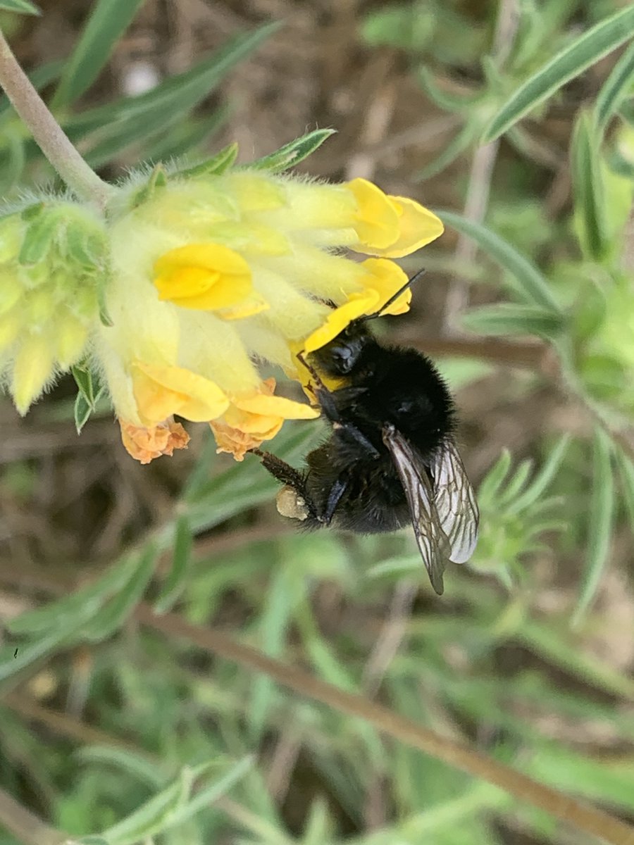 kentdowns6's tweet image. Good to see ruderal bumble bee and small blue expanding their range within our Barham Downs nature recovery network, now finding their way north into woodland meadows /glades and colonising new grasslands to the south. Farmers leading nature recovery