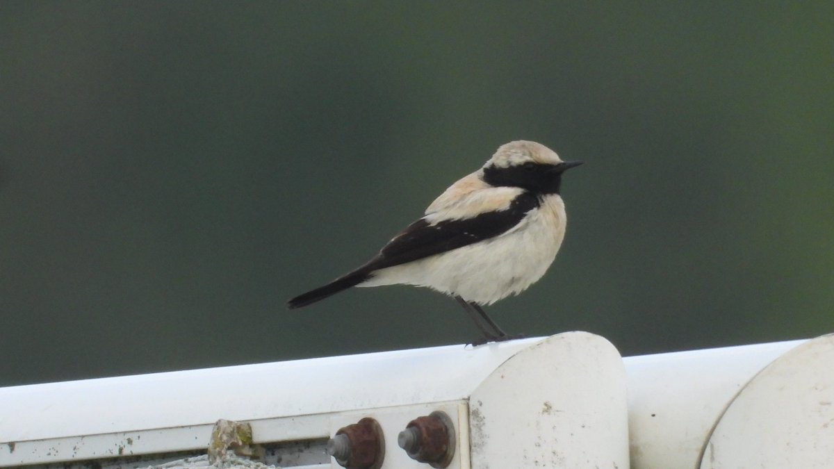 Matt Hull17 (@hull17matt) on Twitter photo Late evening WhatsApp alert for Desert Wheatear had me scrambling over to Keynsham for an early morning visit. Was rewarded with stunning views! <a href="/bristolbirding/">BristolBirding</a> Late evening WhatsApp alert for Desert Wheatear had me scrambling over to Keynsham for an early morning visit. Was rewarded with stunning views! <a href="/bristolbirding/">BristolBirding</a>
