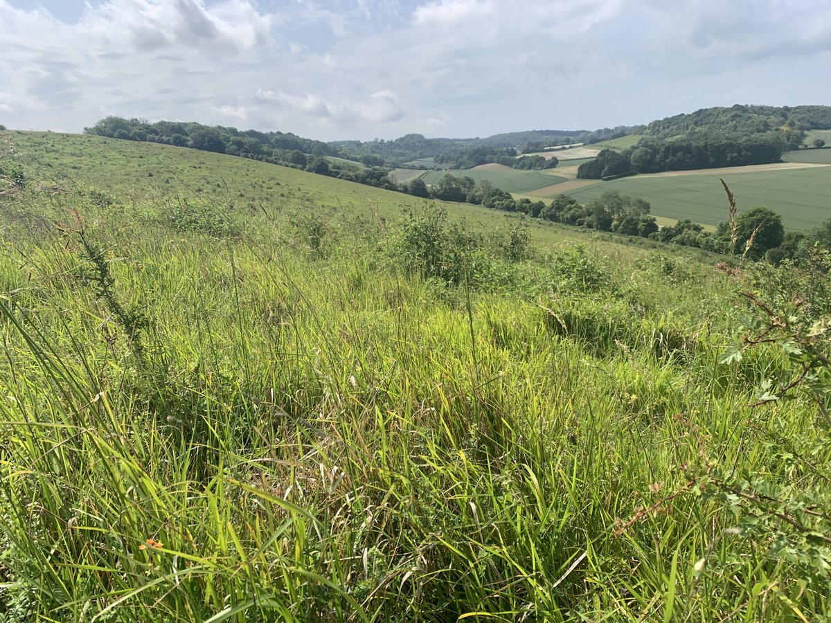 kentdowns6's tweet image. Great to show black veined moth in newly created wildflower grassland habitats to all who joined the @BCKentBranch walk. With added bonus of dark green fritillary in numbers & white bryony mining bee. Farmers creating new species rich habitats from scratch, driving species recov'