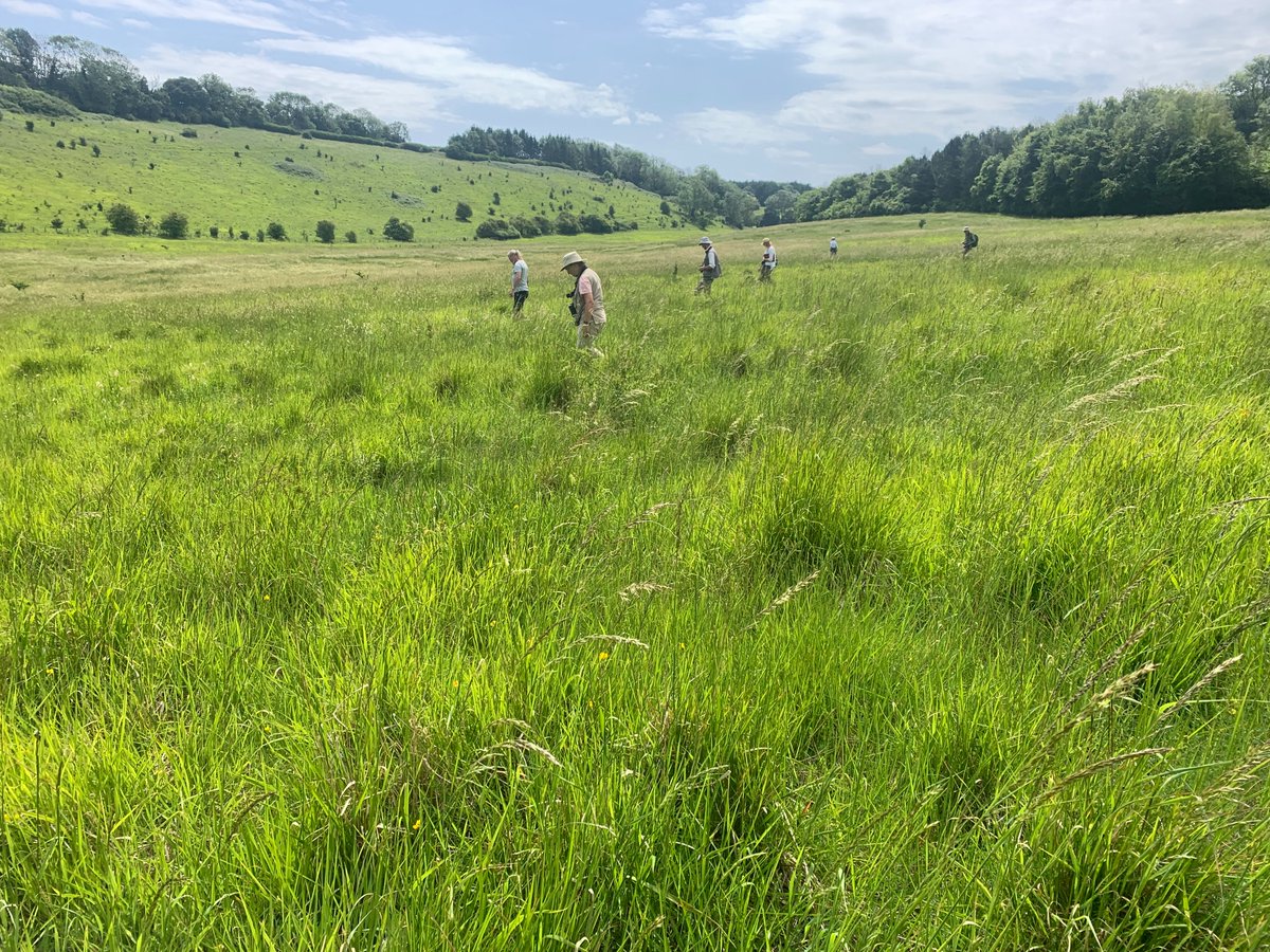 kentdowns6's tweet image. Great to show black veined moth in newly created wildflower grassland habitats to all who joined the @BCKentBranch walk. With added bonus of dark green fritillary in numbers & white bryony mining bee. Farmers creating new species rich habitats from scratch, driving species recov'