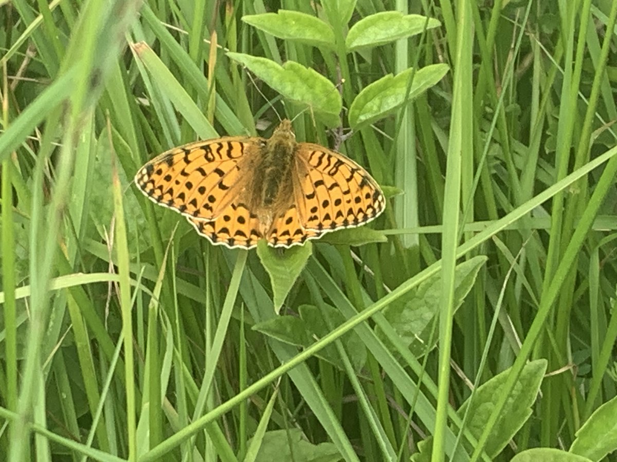 kentdowns6's tweet image. Great to show black veined moth in newly created wildflower grassland habitats to all who joined the @BCKentBranch walk. With added bonus of dark green fritillary in numbers & white bryony mining bee. Farmers creating new species rich habitats from scratch, driving species recov'