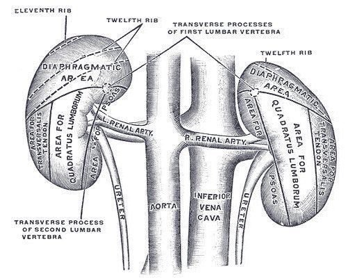 Anatomy of the kidney from 1918 edition of Gray's Anatomy by Henry Vandyke Carter #anatomy #histmed #medschool #doctor #pastmedicalhistory