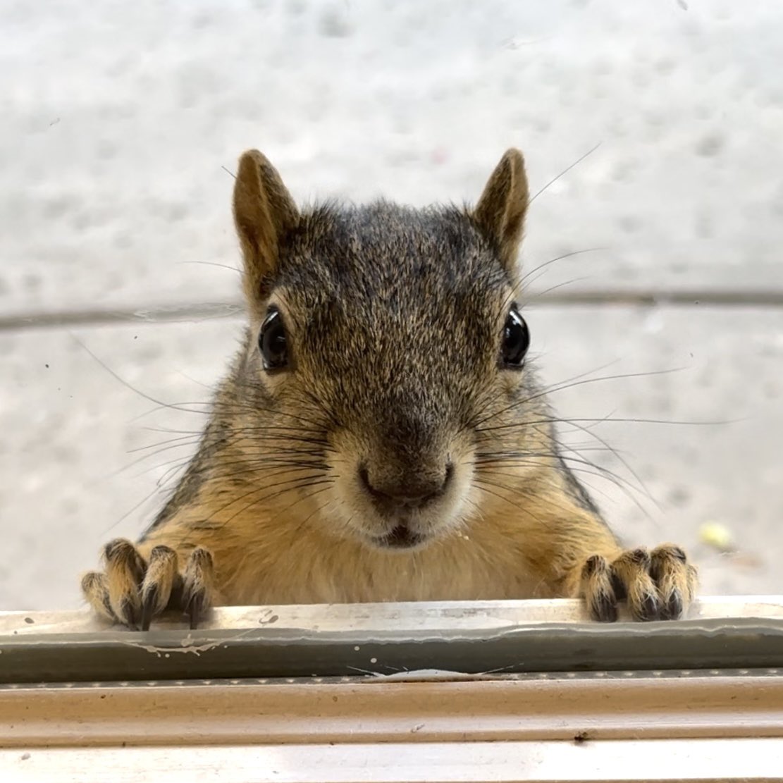 squirrelbuzz's tweet image. Happy Father’s Day to everyone, whether you are human or furry! #squirrels #squirrelscrolling