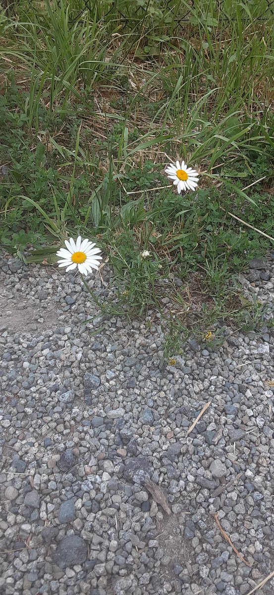 leon_walder's tweet image. growing apart
by design
a riotous attraction
still palpable
compels me to hope
#tanka