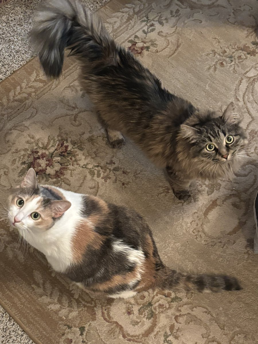 MRNIKSTONE's tweet photo. got to see my grandkitties today (: https://t.co/lB0sU9qhCa