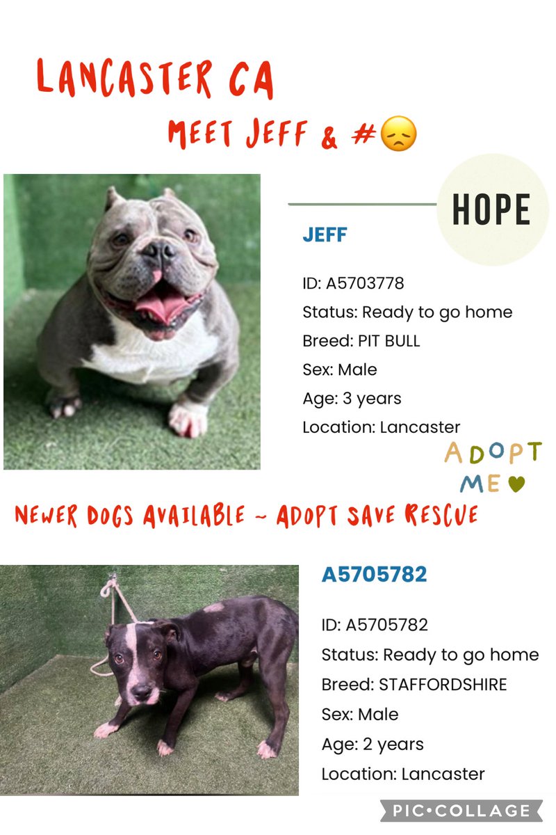 Sarah jane Gillespie (@sarahjanegille1) on Twitter photo On the “Ready To Go Home List” <a href="/AnimaLancaster/">LancasterAnimalShelt</a> Jeff #A5703779 & No Name #A5705782 both need our help as we are there VOICE to say #HELP ME ‼️🙏🆘🚨 They are both deserving the right person is out there 🙏 maintenance next wk at Lancaster less kennels less space less dogs 🆘🚨‼️🙏 On the “Ready To Go Home List” <a href="/AnimaLancaster/">LancasterAnimalShelt</a> Jeff #A5703779 & No Name #A5705782 both need our help as we are there VOICE to say #HELP ME ‼️🙏🆘🚨 They are both deserving the right person is out there 🙏 maintenance next wk at Lancaster less kennels less space less dogs 🆘🚨‼️🙏