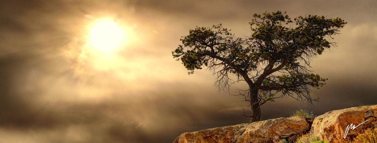Peace. OronaArt.com "Lone Tree"