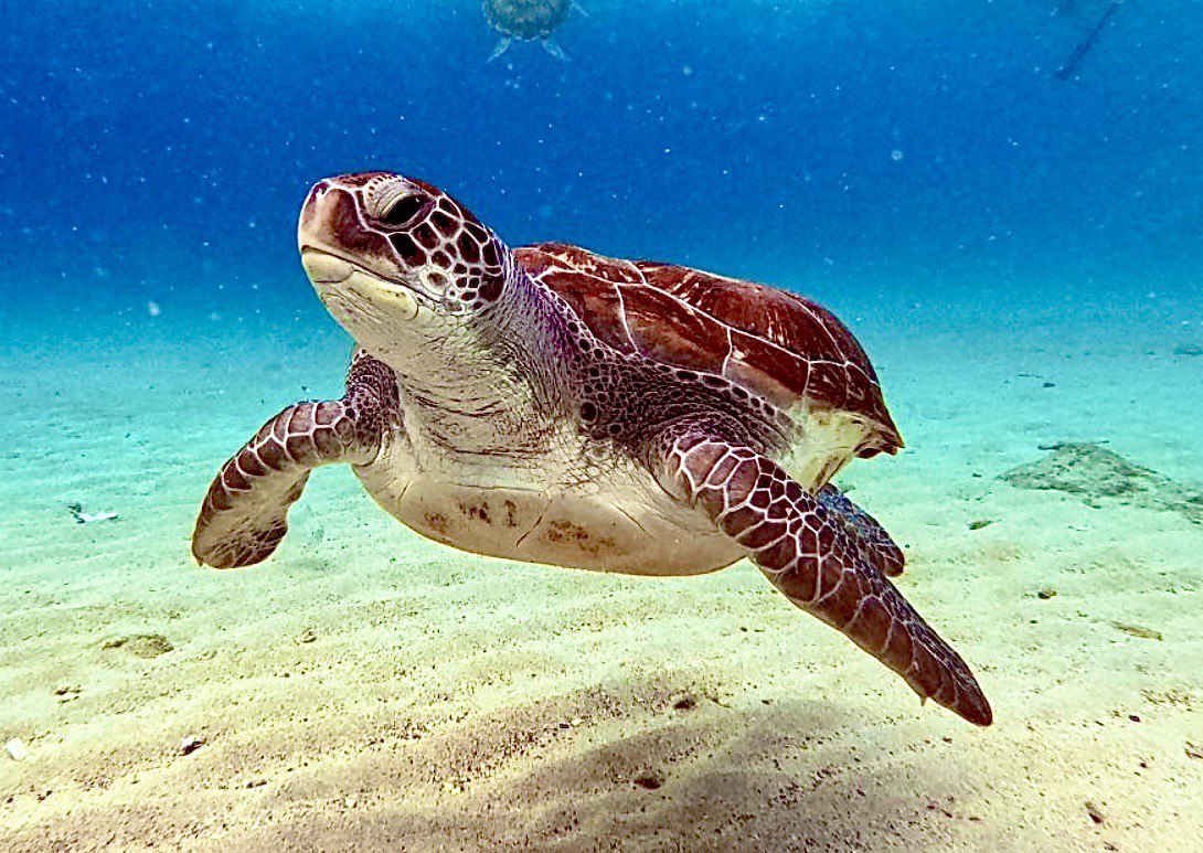 World Sea Turtle Day is June 16th. It highlights the threats to sea turtles, including pollution and climate change, and emphasizes the need to protect them for healthier marine ecosystems.
#wildlifealliance #seaturtleday #protectwildlife #Cambodia