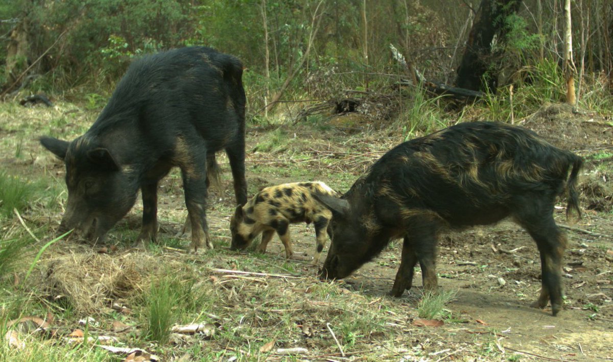 All too common at the moment, #feralpigs in multi-generational mobs. These three had at least another 10 with them. This is about 1km above sea level on a 'dry' ridge.
