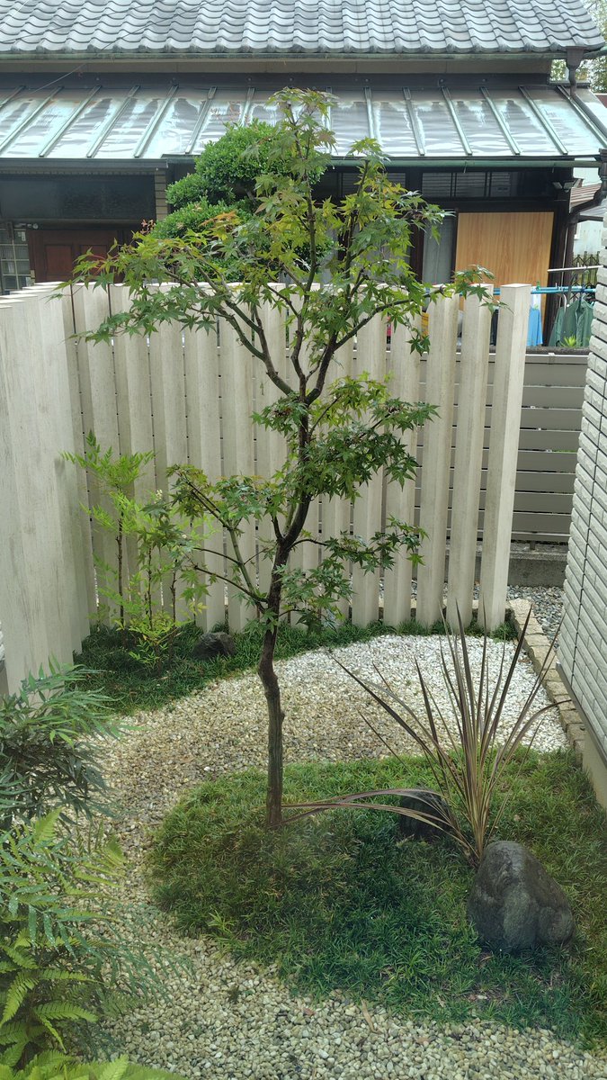 siunkan2009's tweet photo. 坪庭のモミジ。
鳥の巣があったのでこれまで手をつけないでいました。
雛が巣立ったため、やっと間引き剪定実施しました。 https://t.co/zRomWPMaz5