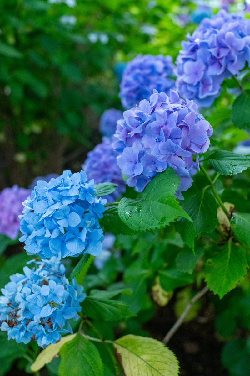 willow_down_'s tweet photo. #写真 #カメラ #写真日記 #photo #photography #XT5 #カメラ越しの私の世界 #ファインダー越しの私の世界 #写真で伝えたい私の世界 #キリトリセカイ #多摩川 #多摩川台公園 #紫陽花 #あじさい 

 https://t.co/0Qicj37efi https://t.co/zfPxChob1F