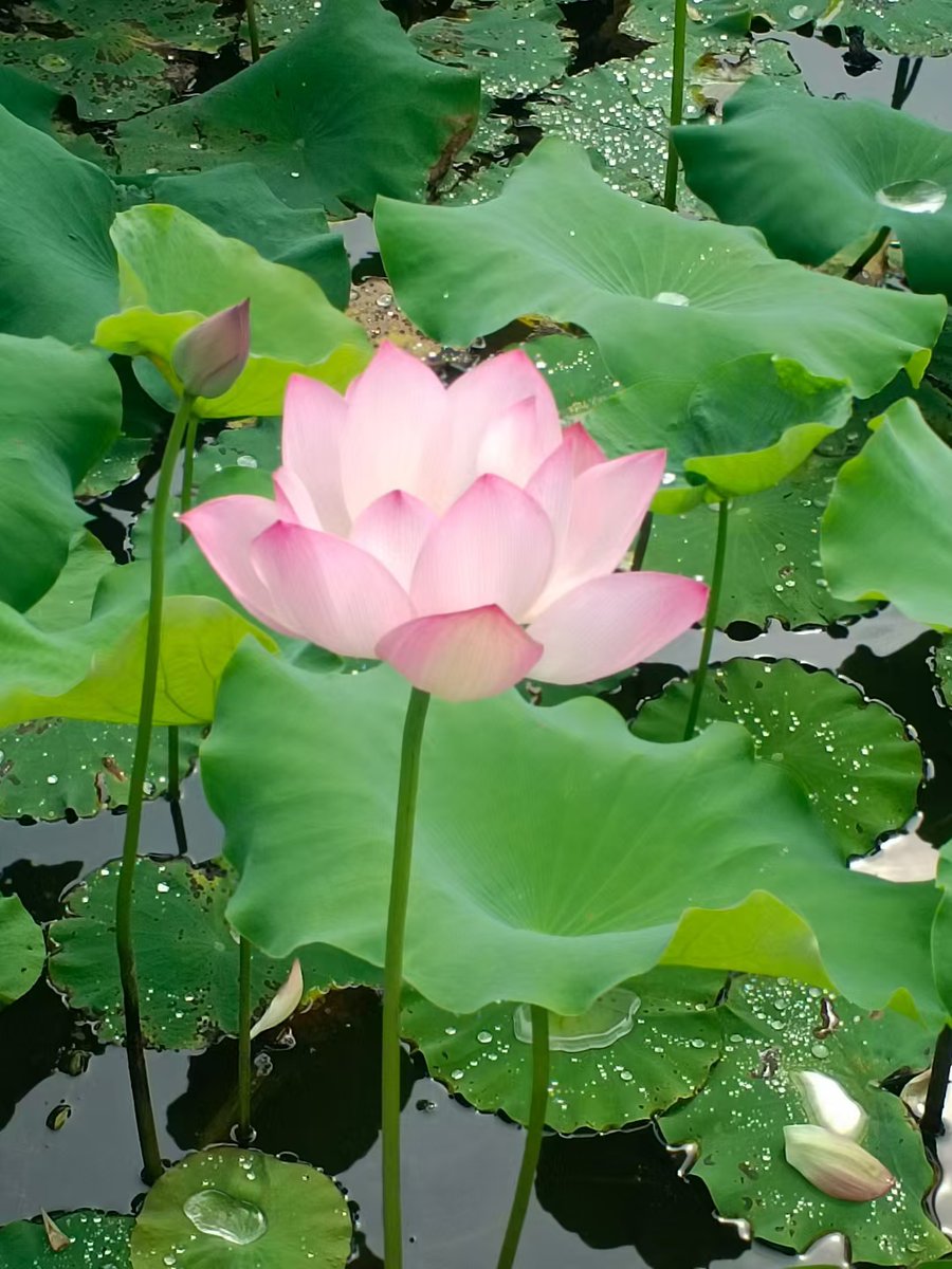 ㊗️你好运莲莲叭~