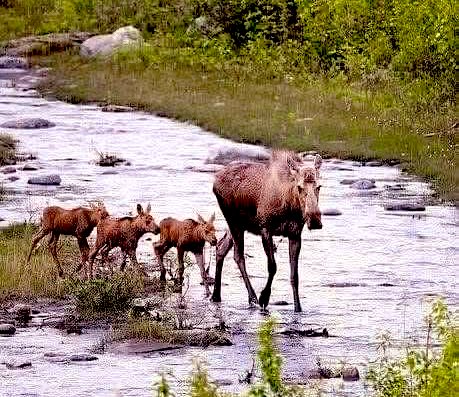 🌙 sweet dreamzzz X fam! 💙

Hope you all had a wonderful Father’s Day! 🙏✨🎶🎶

Here’s some moosez hanging out by the beaver dam earlier 😎 🦌

The kids have just two dayz  left of school up here 😅 and then it’s summer vacation time! 
Yay! ☀️  

Gooood night ✨🎶🥰

💙 love