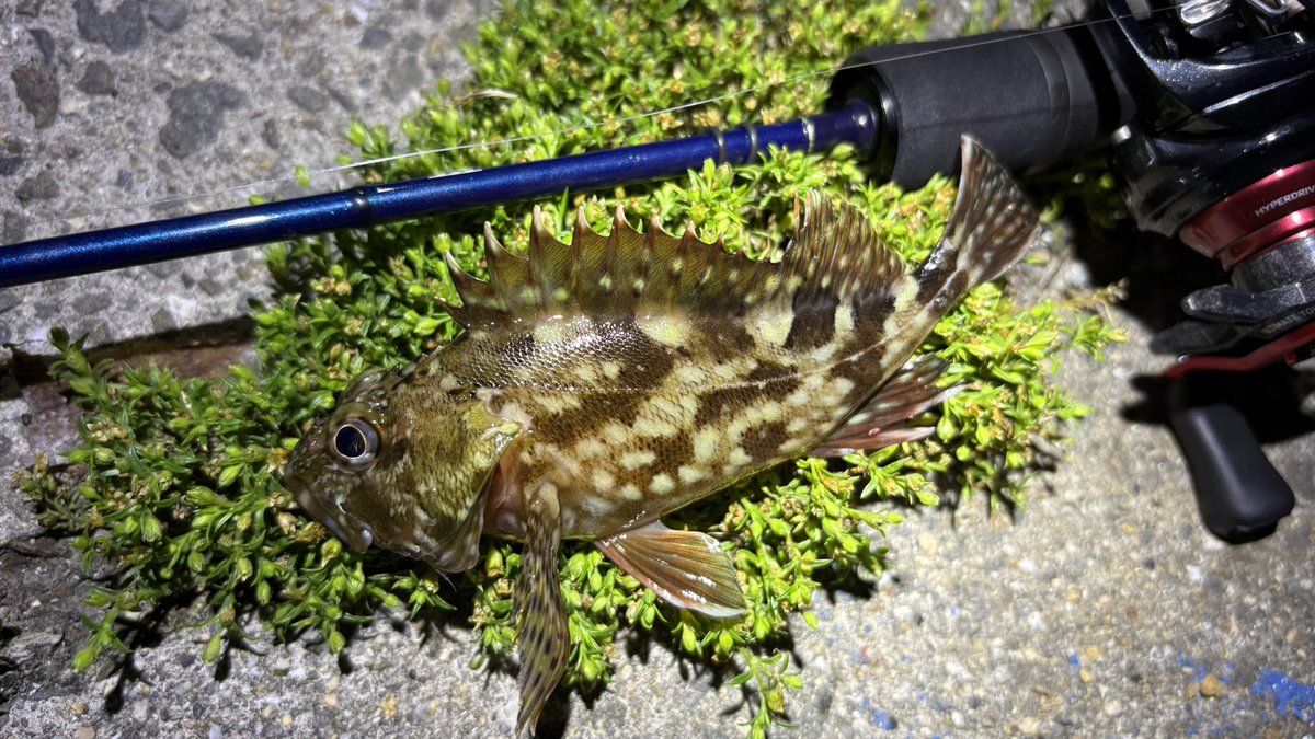 spiralmyheart's tweet photo. 週末はブルーカレント53Bメインで出撃
飛距離は足りないけど、
感度もいいし掛けたら楽しい竿よね。
後、
DSEX-C74はフロートも投げやすかった。
#ブルーカレント
#53B
#Daiwa
#月下美人AIRTW
#ダークシャドゥEX
#DSEXC74
#ベイトアジング
#ソルトベイトフィネス
#アジ
#カサゴ https://t.co/mF9ycgzdRW