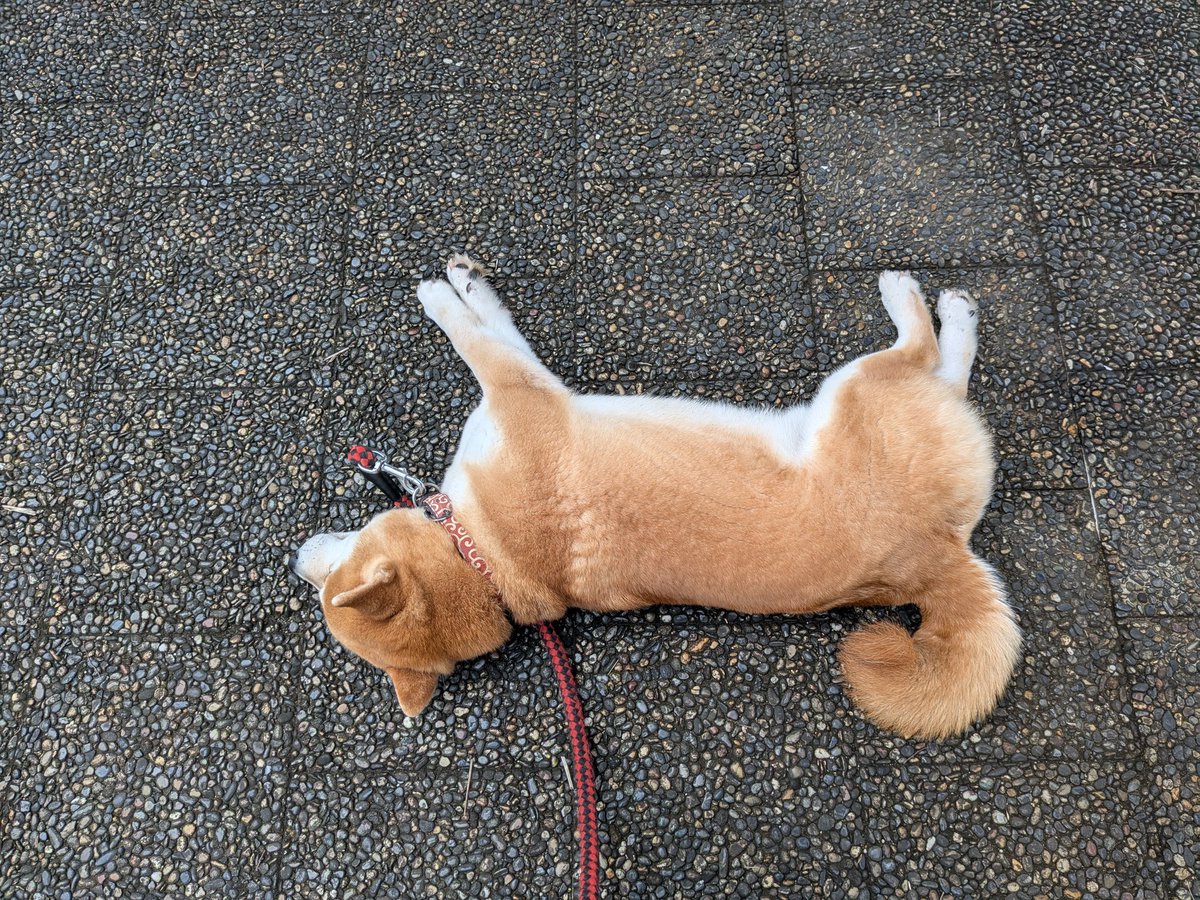 すいませえーーん、せめてお仕事💩してから落ちてくださーい😂

#落ち柴