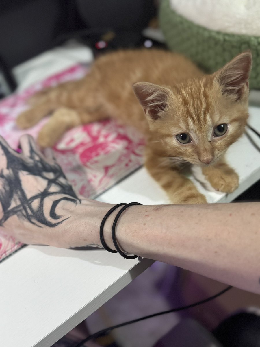 _MsMii_'s tweet photo. Just a little man named nugget. 🖤 https://t.co/SeuPN1VmSP