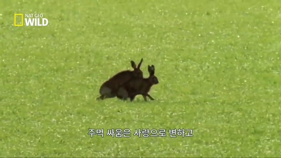 깊은 숲 tweet media